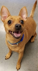 Chiweenie Dogs for adoption in Johnson City, TN, USA