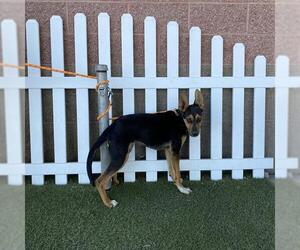 German Shepherd Dog-Unknown Mix Dogs for adoption in Modesto, CA, USA