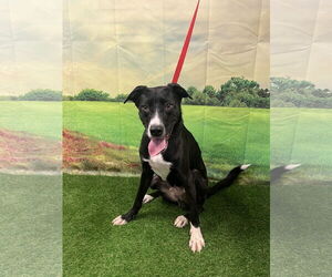 Bearded Collie-Labrador Retriever Mix Dogs for adoption in Euless, TX, USA