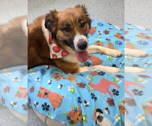 Saint Bernard-Unknown Mix Dogs for adoption in Greenville, IL, USA