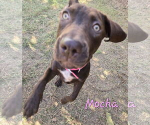 Mutt Dogs for adoption in Jackson, MS, USA