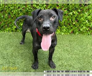 American Pit Bull Terrier Dogs for adoption in West Palm Beach, FL, USA