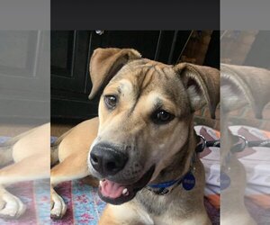 German Shepherd Dog Dogs for adoption in Roswell, GA, USA