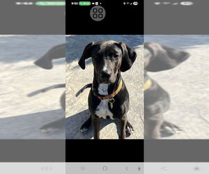 Labrador Retriever-Unknown Mix Dogs for adoption in Rocky Mount, NC, USA