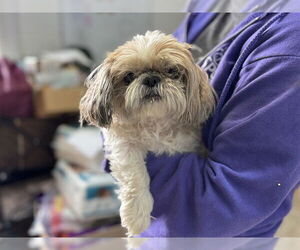 Shih Tzu Dogs for adoption in Raleigh, NC, USA