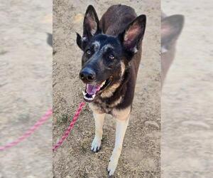 German Shepherd Dog Dogs for adoption in Sacramento, CA, USA
