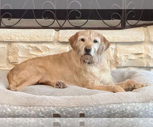 Golden Retriever-Unknown Mix Dogs for adoption in Fort Worth, TX, USA
