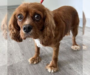 Cavalier King Charles Spaniel Dogs for adoption in Westminster, MD, USA