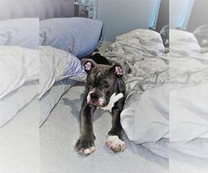 Bulldog Dogs for adoption in Rowayton, CT, USA