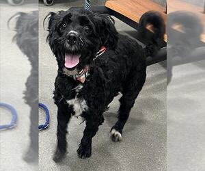 Cockapoo (Miniature) Dogs for adoption in Forestville, MD, USA