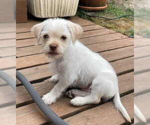 Chiweenie Dogs for adoption in Bellevue, WA, USA