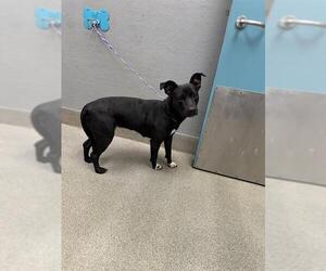 Bull Terrier-Unknown Mix Dogs for adoption in Las Vegas, NV, USA