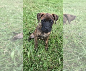 Boxador Dogs for adoption in Oak Bluffs, MA, USA