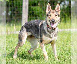 German Shepherd Dog Dogs for adoption in Walnutport, PA, USA