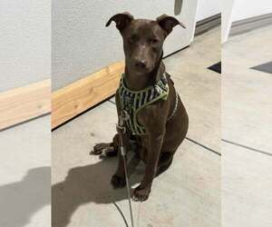 Chocolate Labrador retriever-Unknown Mix Dogs for adoption in Visalia, CA, USA