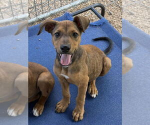 German Shepherd Dog-Unknown Mix Dogs for adoption in Bolivar, MO, USA