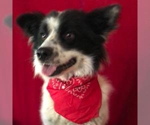 Border Collie-Unknown Mix Dogs for adoption in Barre, MA, USA