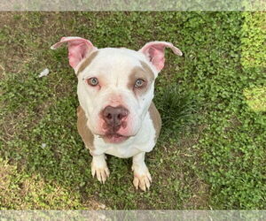 American Pit Bull Terrier-Unknown Mix Dogs for adoption in Millersville, MD, USA