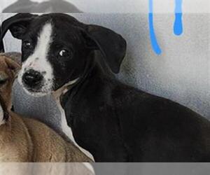 Boxer-Unknown Mix Dogs for adoption in San Antonio, TX, USA