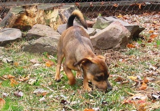 Dachshund Dogs for adoption in Benton, AR, USA