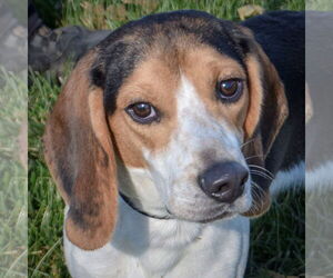Bagle Hound Dogs for adoption in Huntley, IL, USA