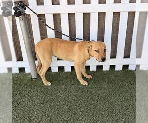 German Shepherd Dog-Unknown Mix Dogs for adoption in Modesto, CA, USA