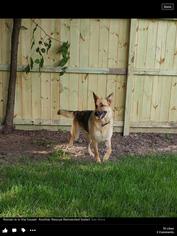 Medium Photo #1 German Shepherd Dog Puppy For Sale in The Woodlands , TX, USA