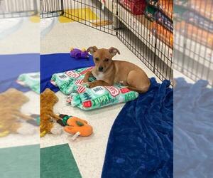 Chiweenie Dogs for adoption in Wyoming, MI, USA