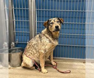 Mutt Dogs for adoption in Camarillo, CA, USA