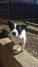 Pembroke Welsh Corgi-Unknown Mix Dogs for adoption in O Fallon, MO, USA