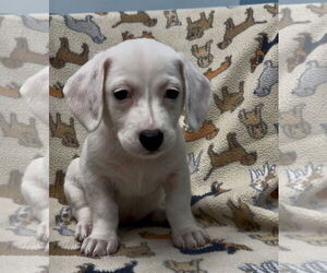 Dachshund-Unknown Mix Dogs for adoption in Weston, FL, USA