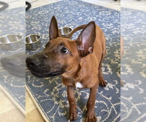 Mutt Dogs for adoption in Imlay City, MI, USA