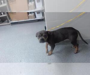 Boxer-Unknown Mix Dogs for adoption in Pasadena, TX, USA
