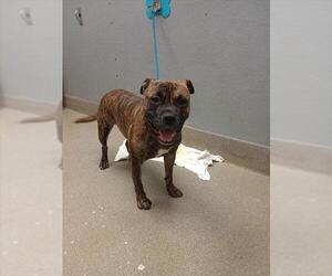 Staffordshire Bull Terrier-Unknown Mix Dogs for adoption in Las Vegas, NV, USA