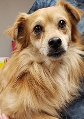 Pomeranian-Unknown Mix Dogs for adoption in Canon City, CO, USA