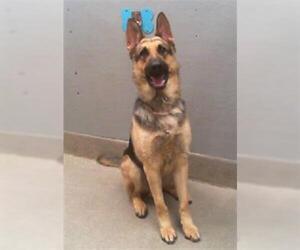 German Shepherd Dog-Unknown Mix Dogs for adoption in Las Vegas, NV, USA