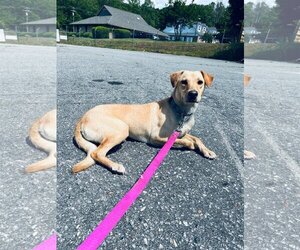 Carolina Dog-Labrador Retriever Mix Dogs for adoption in Columbus, NC, USA