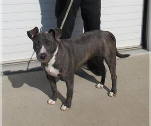 American Staffordshire Terrier-Unknown Mix Dogs for adoption in Louisville, KY, USA
