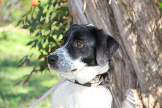 Pointer-Unknown Mix Dogs for adoption in Helotes, TX, USA