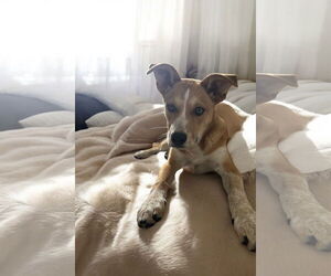 Mutt Dogs for adoption in Menifee, CA, USA