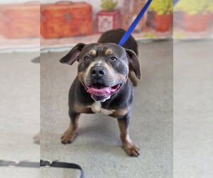 Mutt Dogs for adoption in San Bernardino, CA, USA