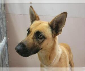 German Shepherd Dog-Unknown Mix Dogs for adoption in Martinez, CA, USA