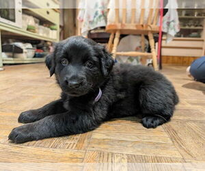 German Shepherd Dog-Unknown Mix Dogs for adoption in Oro Medonte, Ontario, Canada