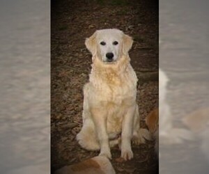 Great Pyrenees Dogs for adoption in Benton, AR, USA