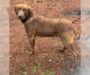 Chocolate Labrador retriever-Unknown Mix Dogs for adoption in Newfoundland, PA, USA