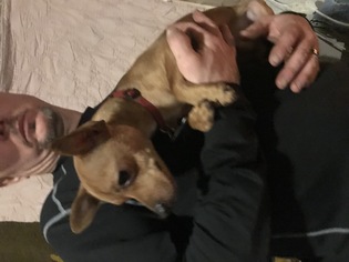 Chiweenie Dogs for adoption in Grand Haven, MI, USA