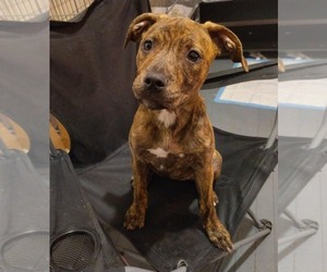 American Staffordshire Terrier-Unknown Mix Dogs for adoption in Marine City, MI, USA