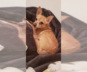 Chihuahua Dogs for adoption in Wausau, WI, USA