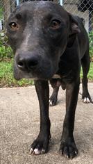 Small Labrador Retriever Mix