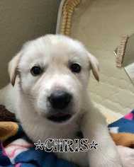 Golden Pyrenees Dogs for adoption in Azle, TX, USA
